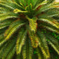 10 Florida ROYAL PALM Roystonea Regia Tree Houseplant Seeds