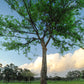 50 CHINESE ELM TREE (Lacebark) Ulmus Parvifolia Seeds