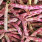 25 DWARF HORTICULTURE BEAN Taylor Long French Phaseolus Vulgaris Vegetable Seeds