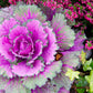 50 MIXED ORNAMENTAL CABBAGE Flowering Cabbage Brassica Oleracea Seeds
