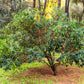 25 STRAWBERRY TREE Edible Red Berry Tree Arbutus Unedo Seeds Irish Killarney