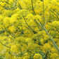 15 GIANT FENNEL Ferula Communis Gigantea Yellow Flower Herb Seeds
