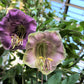 5 CUP & SAUCER VINE Cathedral Bells Cobaea Scandens Climber Purple Hummingbird Flower Seeds