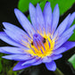 3 Organic Mixed Colors LOTUS Nelumbo Nucifera Pond Water Lily Lilypad Blue Red Flower Large Seeds