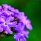 250 COMMON VERVAIN Verbena Officinalis European Herb Pink Purple Flower Seeds