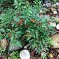 25 JERUSALEM CHERRY Madeira Winter Solanum Pseudocapsicum Flower Seeds