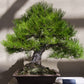 10 RED Japanese PINE TREE Korean Pinus Densiflora Evergreen Seeds