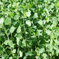 25 PAPALO Yerba Porosa, Summer Cilantro, Bolivian Coriander, Porophyllum Ruderale Culinary Herb Seeds