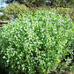 25 PAPALO Yerba Porosa, Summer Cilantro, Bolivian Coriander, Porophyllum Ruderale Culinary Herb Seeds