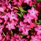 100 Heirloom MIXED COLORS NICOTIANA (Ornamental Flowering Tobacco) Nicotiana Alata Flower Seeds