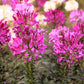 200 MAUVE QUEEN CLEOME Spinosa Hassleriana Purple Pink Spider Flower Seeds