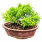 40 LITTLELEAF BOXWOOD Korean Buxus Microphylla Koreana Shrub Seeds