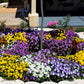 250 Mixed Colors SWISS GIANT PANSY Viola Wittrockiana Flower Seeds