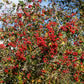50 WASHINGTON HAWTHORN Crataegus Phaenopyrum Mayflower Shrub Tree Edible Fruit & White Flowers Seeds