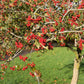 50 WASHINGTON HAWTHORN Crataegus Phaenopyrum Mayflower Shrub Tree Edible Fruit & White Flowers Seeds