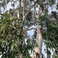 25 RED FOREST GUM Tree Eucalyptus Tereticornis Blue Grey Mountain Flower Seeds