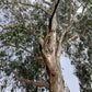 25 RED FOREST GUM Tree Eucalyptus Tereticornis Blue Grey Mountain Flower Seeds