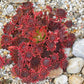 25 MIXED HENS & CHICKS Chickens Succulent (Live Forever) Sempervivum Flower Seeds