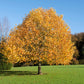 15 TULIP POPLAR TREE Yellow Flower Liriodendron Tulipifera Whitewood Seeds