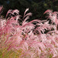 10 RED MAIDEN GRASS Miscanthus Sinensis Plumes Ornamental Flower Seeds