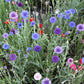 1000 Mixed BACHELORS BUTTON CORNFLOWER Centaurea Seeds