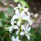 10 GAS PLANT MIX Dictamnus Albus Mixed Colors White Red Pink Lilac Flower Seeds