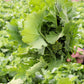 1000 EARLY Fall RAPINI BROCCOLI (Broccoli Raab / Broccoli Rabe / Brocoletti / Cima di Rapa) Brassica Ruvo Vegetable Seeds