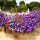 200 LILAC Purple LOBELIA REGATTA Lobelia Erinus Flower Seeds