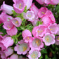 200 Rose Pink CANTERBURY BELLS - CAMPANULA Medium Flower Seeds