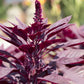 250 BURGUNDY AMARANTHUS Hypochondriacus Amaranth Grain Vegetable Flower Seeds