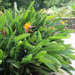 5 TROPICAL BIRD OF PARADISE Strelitzia Reginae Crane Flower Houseplant Seeds