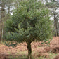 40 ENGLISH HOLLY Ilex Aquifolium aka European Common or Christmas Holly Evergreen Tree Shrub Berry Seeds