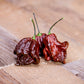 10 Chocolate CAROLINA REAPER PEPPER World's Hottest Capsicum Chinense Hot Brown Chili Vegetable Seeds