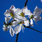 10 WHITE ORCHID TREE Bauhinia Alba syn Variegata Candida Hawaiian Mountain Ebony Camel's Foot Butterfly Flower Tree Hummingbird Seed
