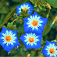 40 Dwarf BLUE FLASH MORNING GLORY Convolvulus Tricolor Violet Blue White & Yellow Flower Vine Seeds