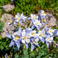 50 Blue ROCKY MOUNTAIN COLUMBINE Aquilegia Caerulea Flower Seeds