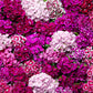 100 WEE Willie Dwarf SWEET WILLIAM Mixed Colors Dianthus Barbatus Flower Seeds