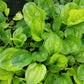 1000 CHINESE PLANTAIN Plantago Asiatica Herb Flower Seeds