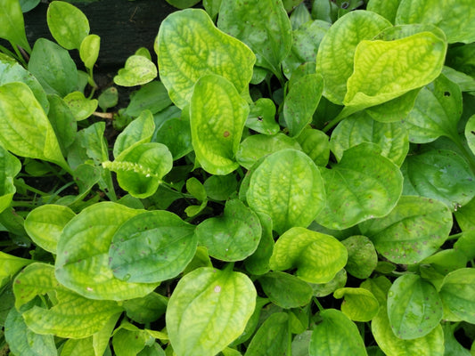 1000 CHINESE PLANTAIN Plantago Asiatica Herb Flower Seeds