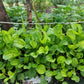 1000 CHINESE PLANTAIN Plantago Asiatica Herb Flower Seeds