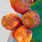 10 Orange PRICKLY PEAR CACTUS Nopal Indian Fig Opuntia Ficus-Indica Fruit Flower Seeds