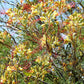 5 DESERT BIRD OF PARADISE Shrub Caesalpinia Gilliesii Poinciana Red & Yellow Flower Seeds