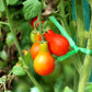 100 RED PEAR TOMATO Lycopersicon Heirloom Indeterminate Fruit Vegetable Seeds