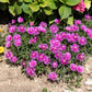 25 Table Mountain ICE PLANT Magenta Fuchsia Delosperma Cooperi Hardy Pink Carpet Flower Seeds