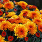 50 Tricolor DOUBLE PAINTED DAISY Chrysanthemum Carinatum Tanacetum Dunetti Mixed Colors Flower Seeds