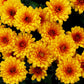 50 Tricolor DOUBLE PAINTED DAISY Chrysanthemum Carinatum Tanacetum Dunetti Mixed Colors Flower Seeds