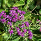 100 MISSOURI IRONWEED Monarch Flower Native Purple Vernonia Missurica Seeds