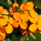 500 SIBERIAN WALLFLOWER Erysimum Cheiranthus Allionii Orange Flower Seeds