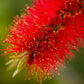 40 CRIMSON BOTTLEBRUSH Callistemon Citrinus Flowering Shrub Bush Small Tree Seeds