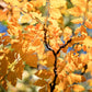 10 GOLDEN RAIN TREE Goldenrain Koelreuteria Paniculata Yellow Flower Seeds